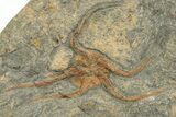 Plate With Two Fossil Brittle Stars (Ophiura) - Morocco #233039-2
